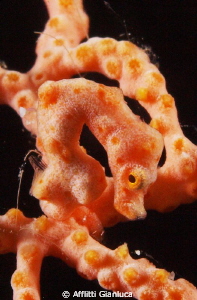 yellow pigmy sea horse by Afflitti Gianluca 